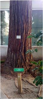That afternoon we visited the state capital where I managed to locate the moon tree almost immediately. This is a redwood grown from seed which went on the Apollo 14 mission.