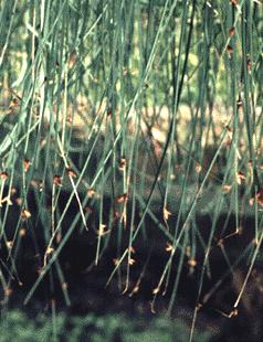 13. Common Three-Square (Scirpus pungens) - Marshes, moist shores, and riverbanks. - Grows to 4 feet tall.