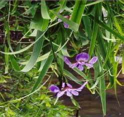 5. Blue Flag Iris (Iris versicolor) - Prefers moist streambanks or lakeshores.