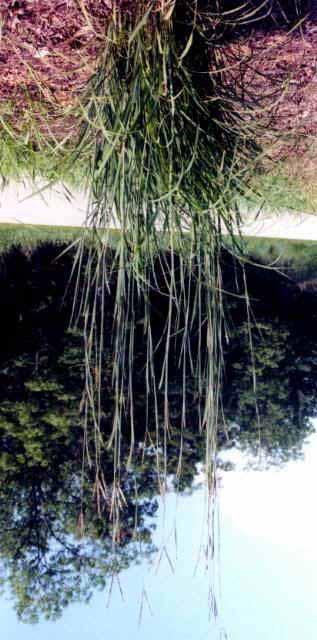 9. Boneset ( Eupatorium perfoliatum) - Grows in wetlands and floodplains.