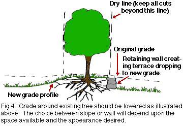To Lower the Existing Grade Less damage is likely to occur to a tree when the grade is lowered in the vicinity of the root zone unless great amounts of roots are exposed or removed.