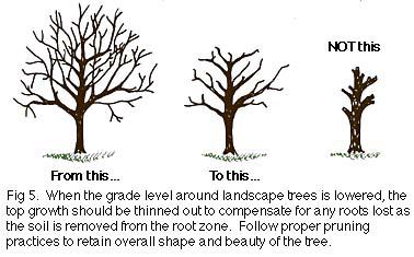 Terraces or retaining walls (see Figure 4) can be used to avoid excessive soil loss in the area of greatest root growth.