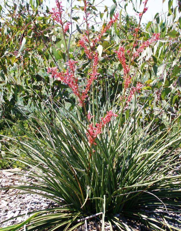 pets being hurt. Requiring a full sun to part shade position, Hesperaloe parviflora can reach up to 60cm in height and 80cm in width.
