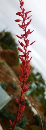 Its deep pink-to-red inverted bellshaped flowers rise on a red spike to 1 1.
