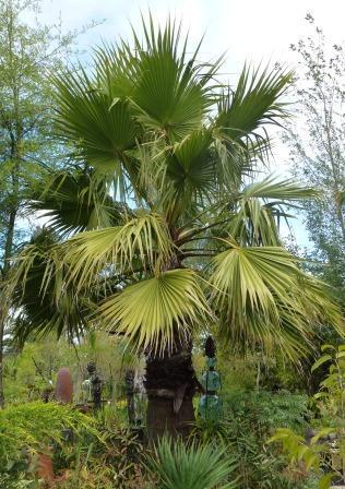 AUTUMN ARRIVALS Washingtonia robusta Mexican washingtonia Thread Palm Named for George