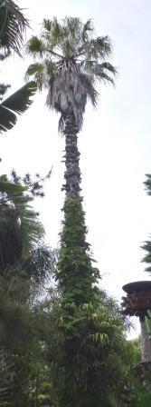 Known to reach 25 metres in height and 5 metres in width, Washingtonia robusta can be