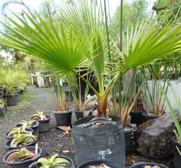 Whether you choose one or many, these palms are drought tolerant when established and