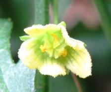 Dark green dissected palmate foliage is accompanied by a delicate 5-10mm star-shaped yellow flower