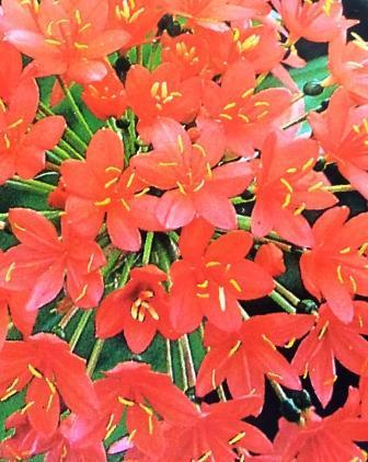 Scadoxus pol-evansii - Inyanga Fireball Previously known as Haemanthus pole-evansii, this late Summer/Early Autumn flowering bulb is an eyecatcher with its 15cm-wide group of fiery red flowers that