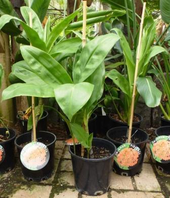 It can be left in the ground during dormancy, provided the soil/mix is free draining, allowing a dry resting period for the bulb. Available in a 20cm pot as pictured to the right for $24.95.