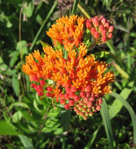 Butterflyweed is most often a distinctive bright orange but there is some variation in flower color, from deep redorange to yellow.