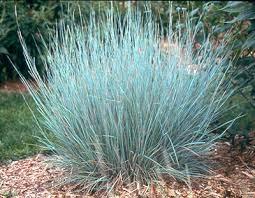 Little Bluestem is a 3 warm season grass that actively grows during the summer when soil temperatures are warm.