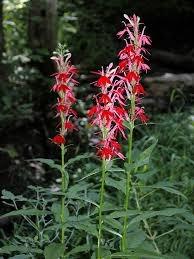 This plant is a great choice for those who want to feed pollinators!