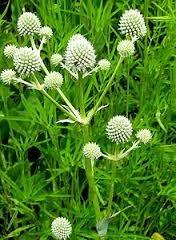 Rattlesnake Master matures to a height of 4 and has white bristly flowers. It is typically found in moist to medium soils in full sun. The leaves look very much like the Yucca plant.