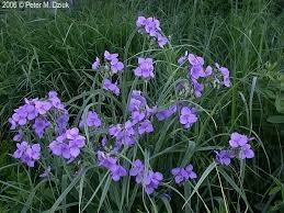 Ohio Spiderwort is a very attractive addition to any garden with it s unusual foliage and tendency to bloom in the morning sun and close mid-day.