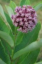 Common Milkweed is one of the easiest and fastest to establish of the Milkweeds and planting more, even in small urban pockets, can provide personal satisfaction while