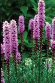 It grows best in full sun but can tolerate a fair amount of shade. Butterflies, hummingbirds, and bees are greatly attracted to the flowers.