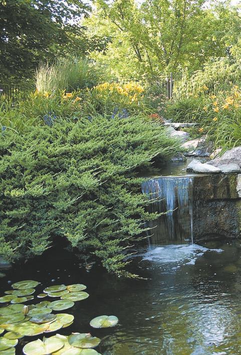 This was a big turtle. That gave it a farm-pond feel. Brennan had Ted Lare Design-Build put in her fi rst water feature a huge creek in 1999.