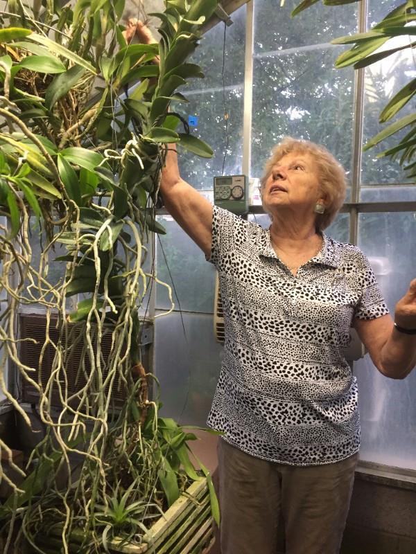 Here is MaryAnn showing off one of her impressive specimen orchids.