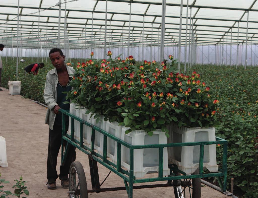 The link between Dutch and East African horticulture Green Farming is a Dutch programme that unites horticultural networks in the Netherlands, Kenya and Ethiopia.