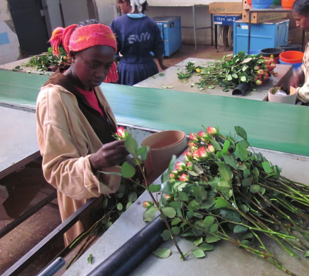 The ultimate flower quality can be defined as the product of those two aspects. For many flower producers in East Africa the post-harvest phase is an area where great gains can be made.
