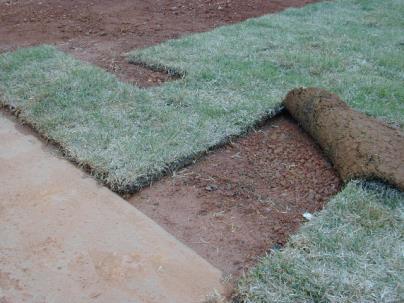 Disturbed Soils Sod installed on disturbed soils No O or A soil horizon Poor