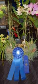 Janice Evans, 1 st Place ribbon and Best of Class rosette (classes 23-33) Bob Davidson with Brassia Rex Waiomao Spotless, 1 st place ribbon and Best of Class rosette (classes 75-88) Charles Walker