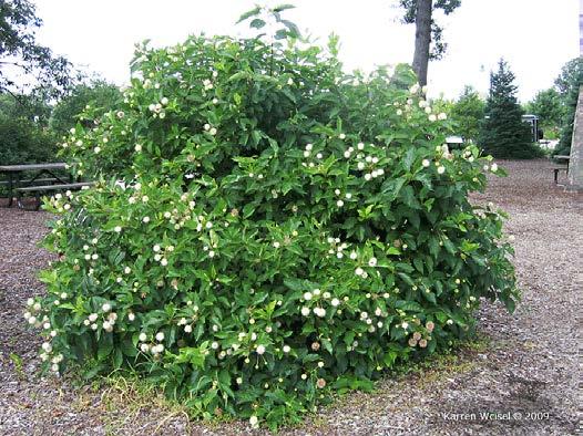 Slow to medium growth Ornamental Flowering Pack Ninebark, Forsythia, Lilac, Rose of Sharon, Eastern Redbud 58.