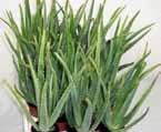 Aloe Full Sun Moderate Requires minimum attention Allow soil to dry out between waterings Leaves