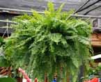 bring inside for winter Boston Fern Shade Moderate Best displayed in pedestals and hanging