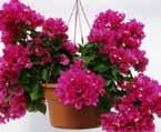 and put gravel in bottom of pot so the plant does not sit in water Bougainvillea Full Sun
