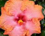Hybrid Partial Shade Moderate Stunning Blooms year round xcellent as indoor or outdoor plant Great for patio
