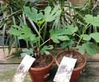 Purple Fig Full Sun Generous Can tolerate full sun to part shade Requires well drained soil Can tolerate