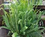 Kimberely Fern Shade Moderate Can tolerate partial shade One of the easiest ferns to