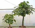 Hard pruning is not necessary Fertilize regularly Money Tree Braid Partial Shade