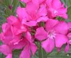 decks, patios and balconies Can flourish indoors Oleander Full Sun Moderate Can