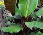 Ornamental Banana Plant (Ensete V) Full Sun Moderate Can tolerate partial shade Keep soil moist Best suited to