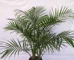 idea to remove them but don t cut too close to the stem Beautiful landscape plant Palm Majesty Partial Shade