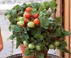 plant for beginners Can be brought indoors before frost to a bright, sunny room Table Tomatoes Full Sun Generous