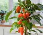 Table Peppers Full Sun Moderate Spicy cayenne-like flavour Plant in the garden once temp is above 55F Add to salads,
