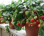 Strawberry Full Sun Moderate Can tolerate partial shade Let plant dry slightly between waterings Continuous fruit