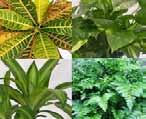 Most plants can tolerate full sun to partial shade Thrive in both indoor and outdoor placement Known for purifying,