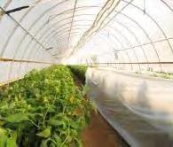 Integrated Pest Management in High Tunnels