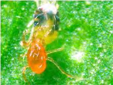 Spider Mites Cost: $35.00 for 2,000 predatory mites (http://www.arbico-organics.