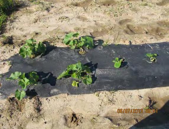 Approach: Trap Crop plants located at the row ends 8 trap crops per row protected 70 Zephyr squash
