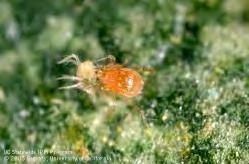 mites and show damage very quickly, which will help with monitoring Once pest spider are present, release