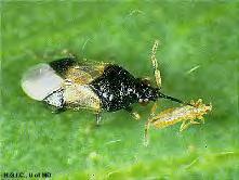 a two-spotted spider mite.
