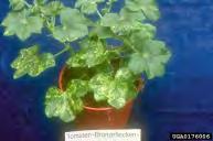 Plants Intermixing tomatoes and potted ornamentals in