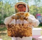 She s got lots of bees and we eat honey every day. They aren t dangerous, unless they re angry!