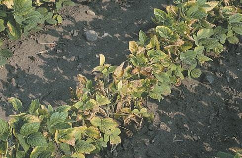 Agronomy Guide for Field Crops Disease Cycle: The fungus does overwinter on crop debris and can be spread by infected seed.